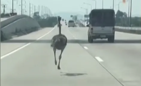 A szökevény strucc nem törődött a KRESZ-szabályokkal, simán leiskolázta a belső sávban haladókat