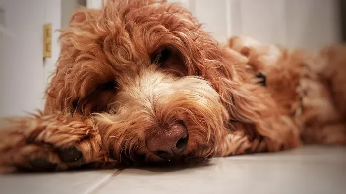 Megható vége lett a repülőtéren hagyott kiskutya drámájának