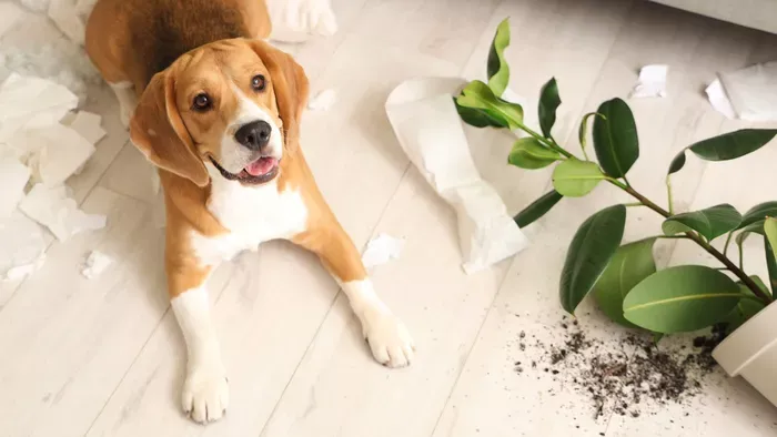 Ezért őrül meg a kutyád, ha elmész otthonról