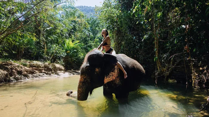 Leszedált tigrisek, betört elefántok: a vadállat szelfik ára