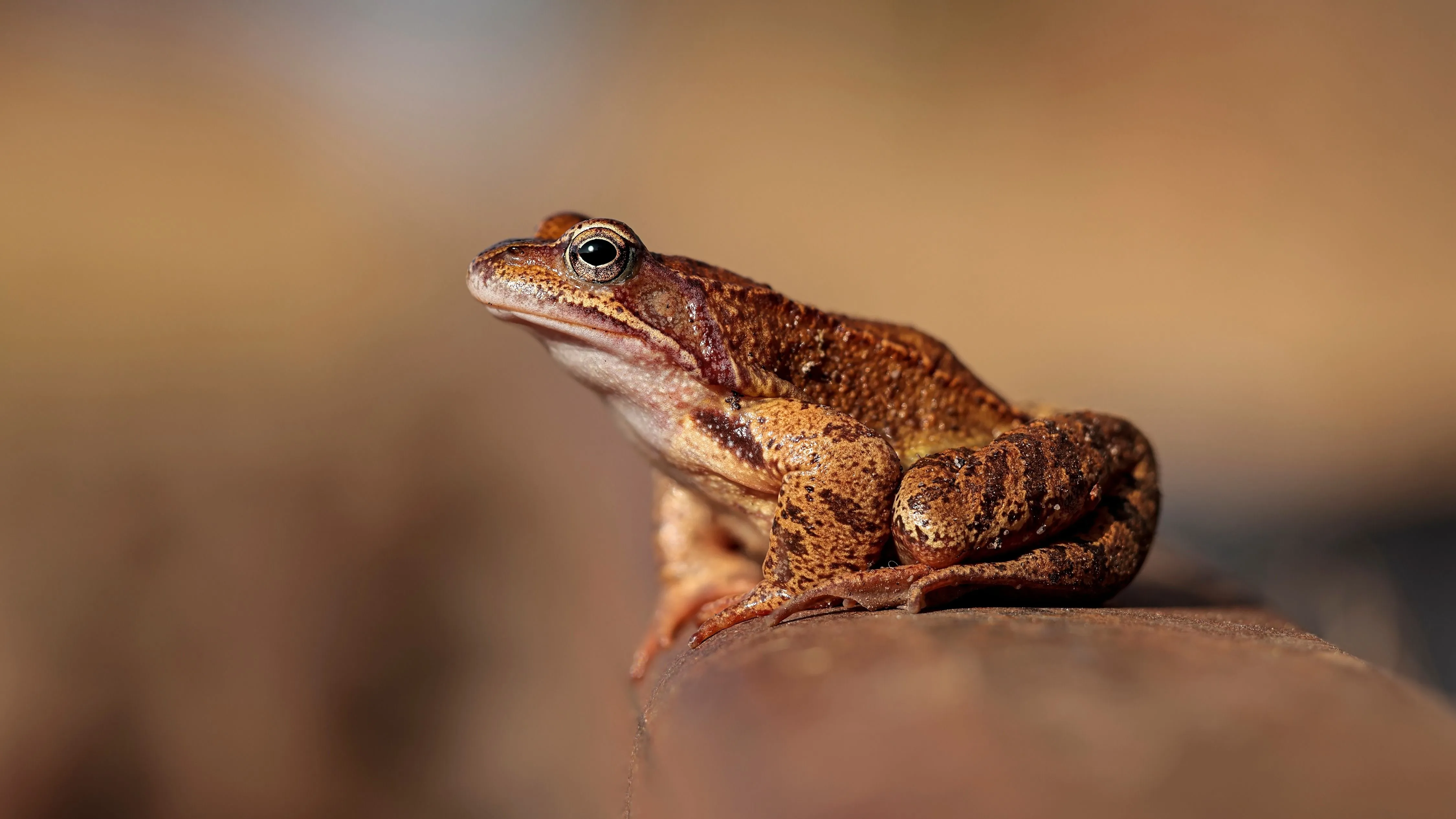 Kvíz kérdést ábrázoló kép