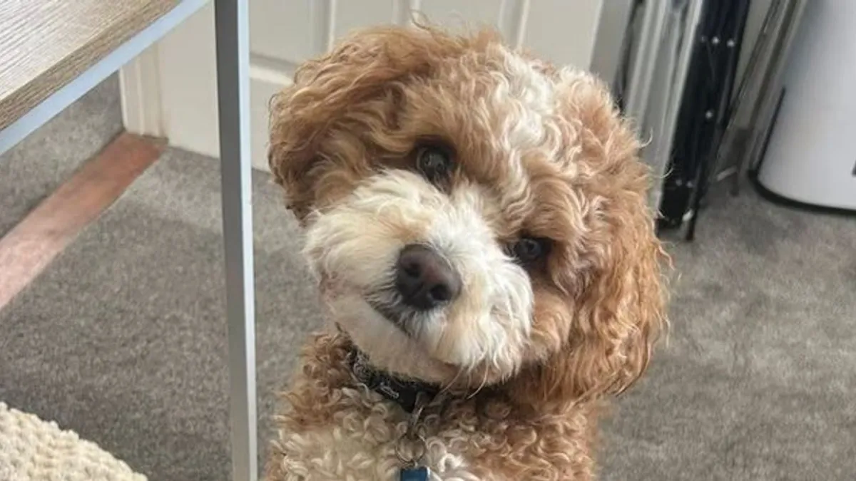 Brutális támadás: gazdája életét védve halt meg a hős kutya