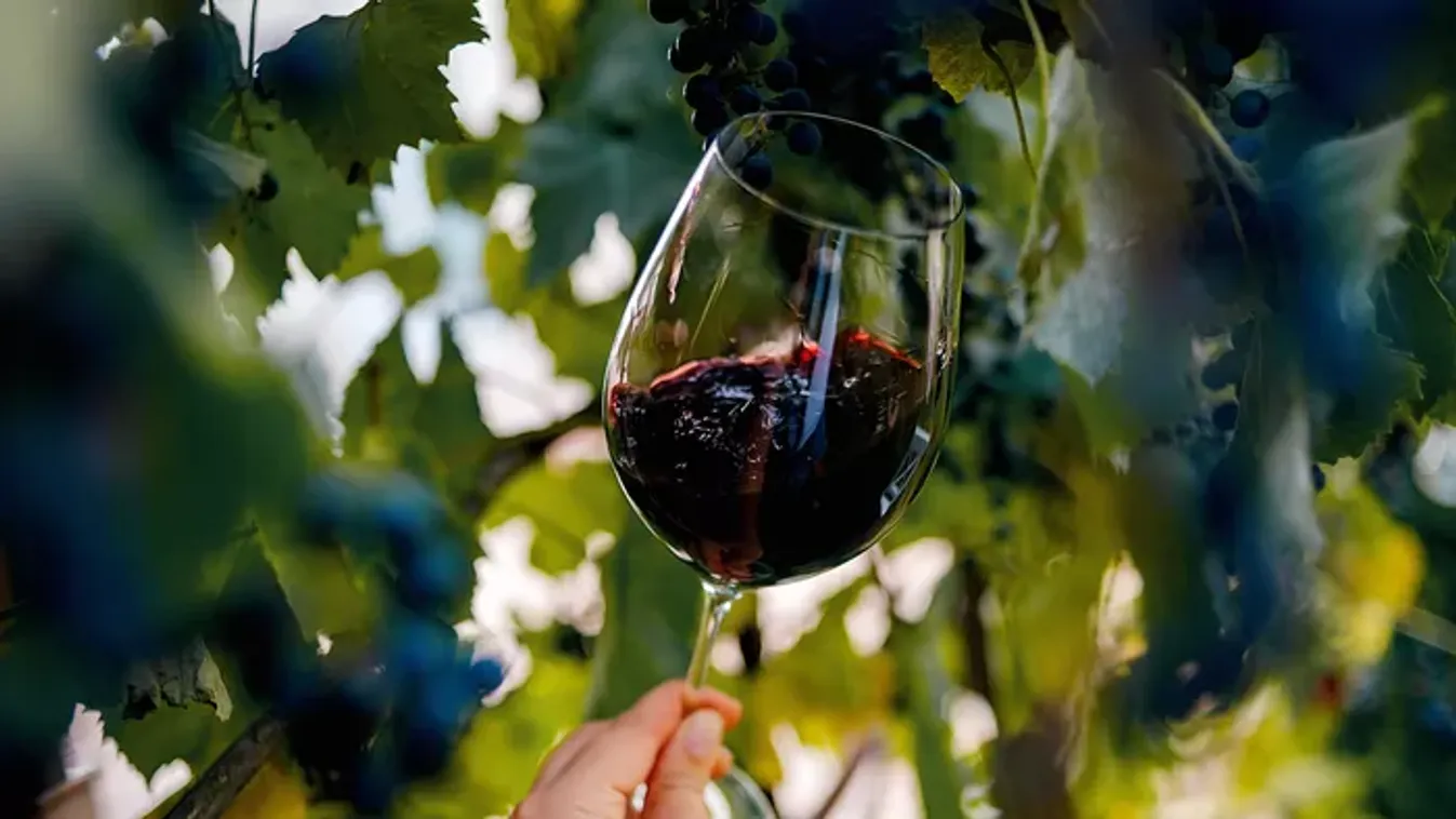 Ebben rejlik a legfinomabb hazai vörösbor ereje – elárulta titkát a győztes borászat