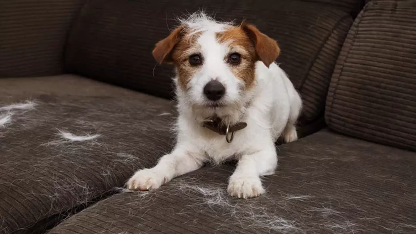 Így tüntesd el egyszerűen és hatékonyan az állatszőrt