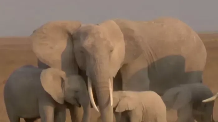 Elefánttámadás áldozata lett a szafari-vezető