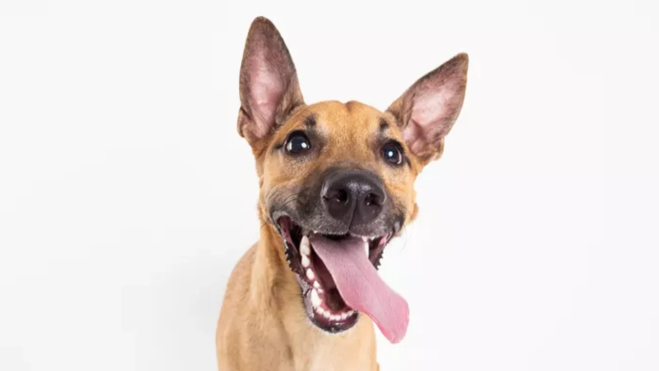 Kínos kíváncsiság: ezért szimatol a kutya a lábunk között