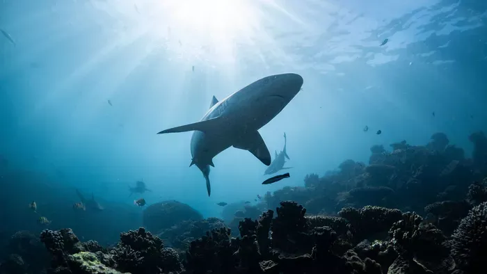 Cápák között, a nyílt tengeren hagyták a házaspárt