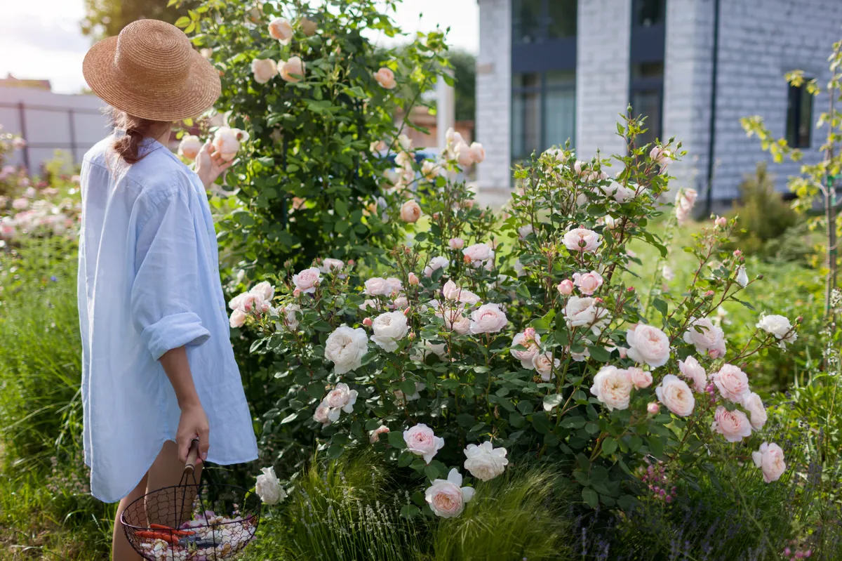 Rózsa gondozása a kertben