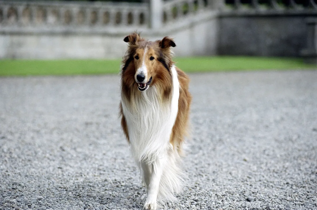 Az állat filmek nem léteznének ma Lassie története nélkül.