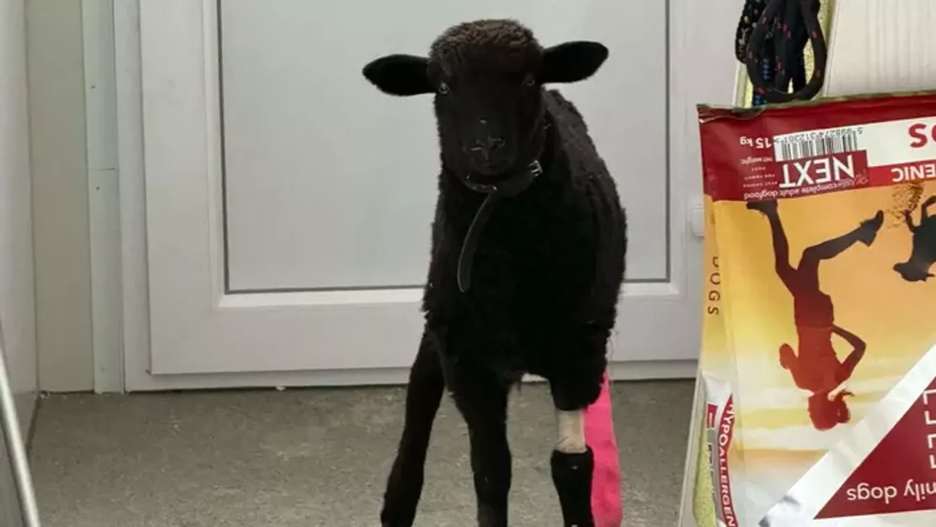 Rejtélyes jövevény az úttesten: A rendőrök sem hittek a szemüknek, amikor meglátták az áldozatot