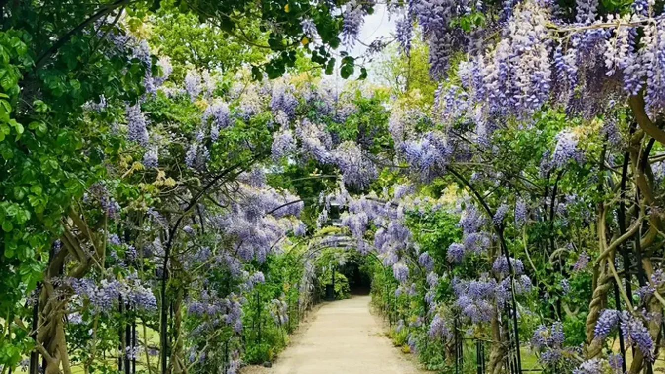 „A legszörnyűbb dolog volt, amit valaha láttam” – Meztelenre tépték a vérszomjas ebek az udvarán kertészkedő nőt