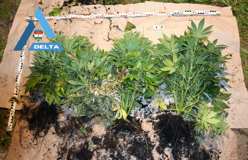 Drogdílert fogtak a rendőrök