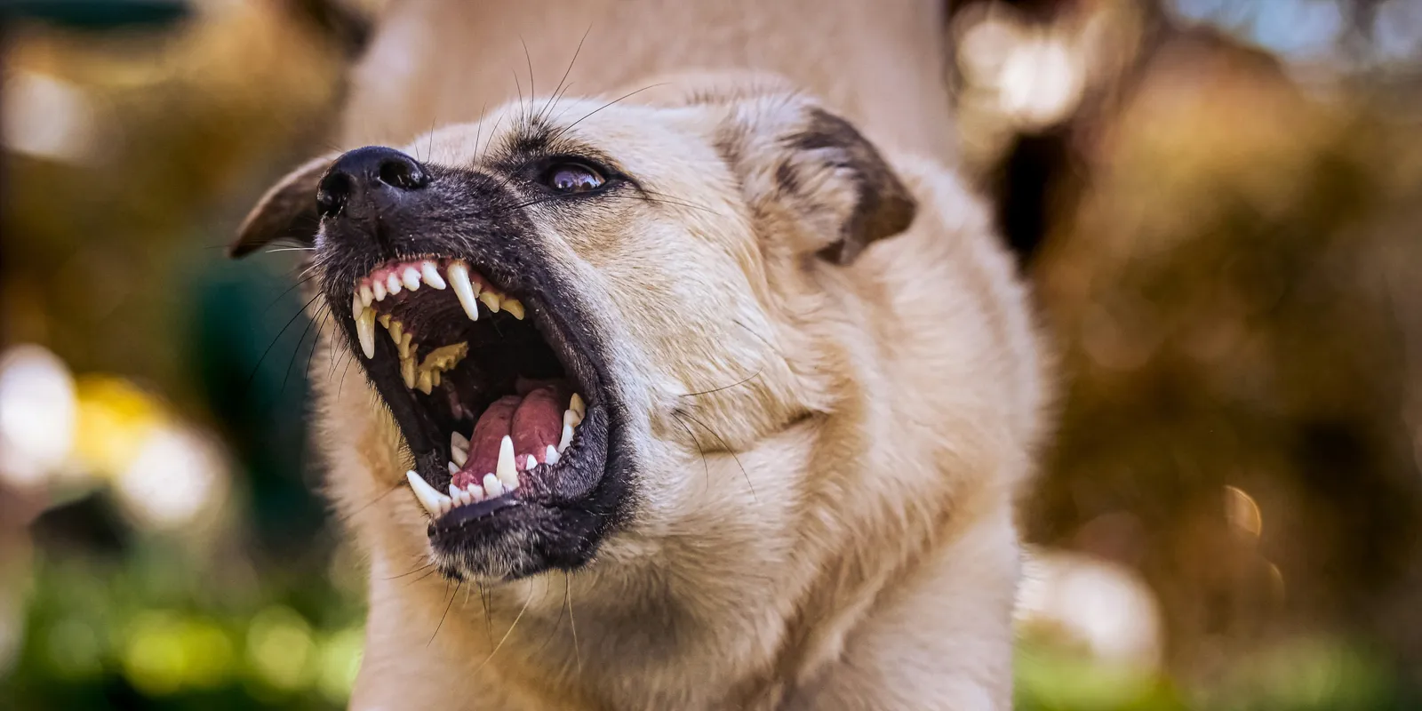 Egy hét éve a családdal élő kutya támadt rá gazdájára