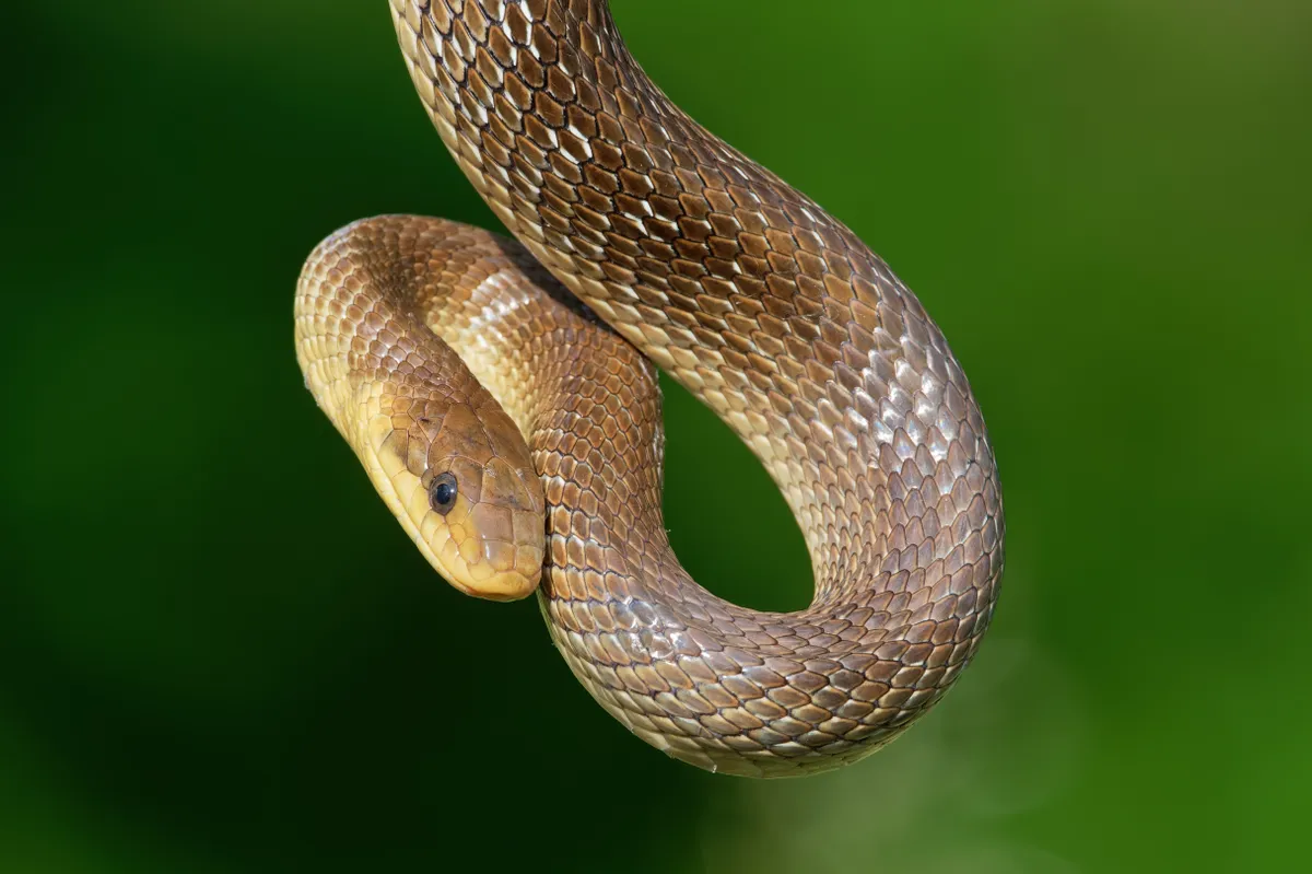 The,Aesculapian,Snake,Zamenis,Longissimus,,Previously,Elaphe,Is,A,Species