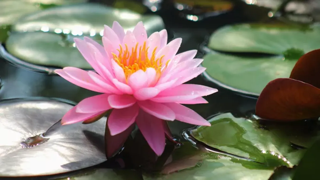 A lótuszvirág gondozása: ha ezt az egyszerű lépést beveted, ontja magából a szirmokat