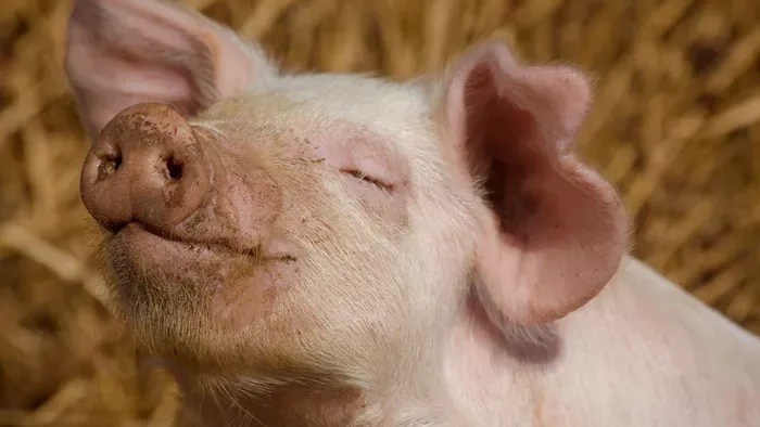 Sertéssperma szemcsepp a tudomány legújabb dobása