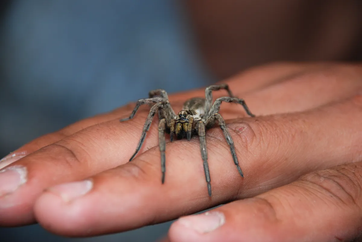 A pokol cselőpók igazából nem mérges pók.