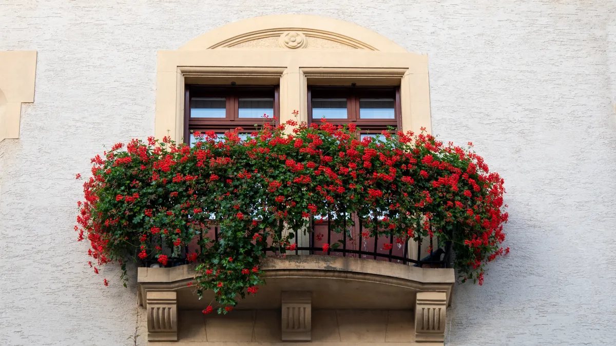 Piros futómuskátli gondozása az erkélyen.