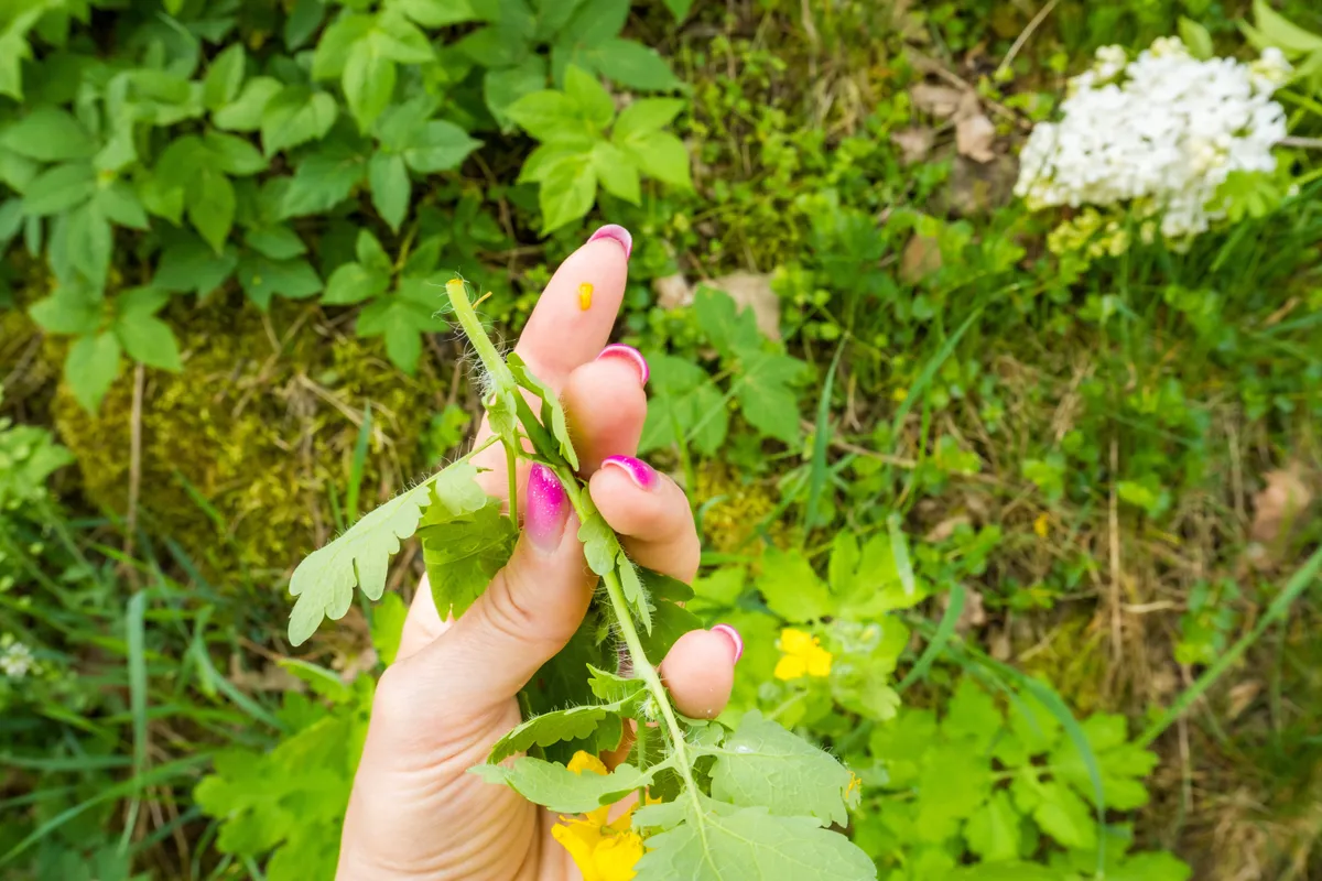 Letépett vérehulló fecskefű, amelyet egy női kéz tart, az ujján az ismert sárga nedv látható