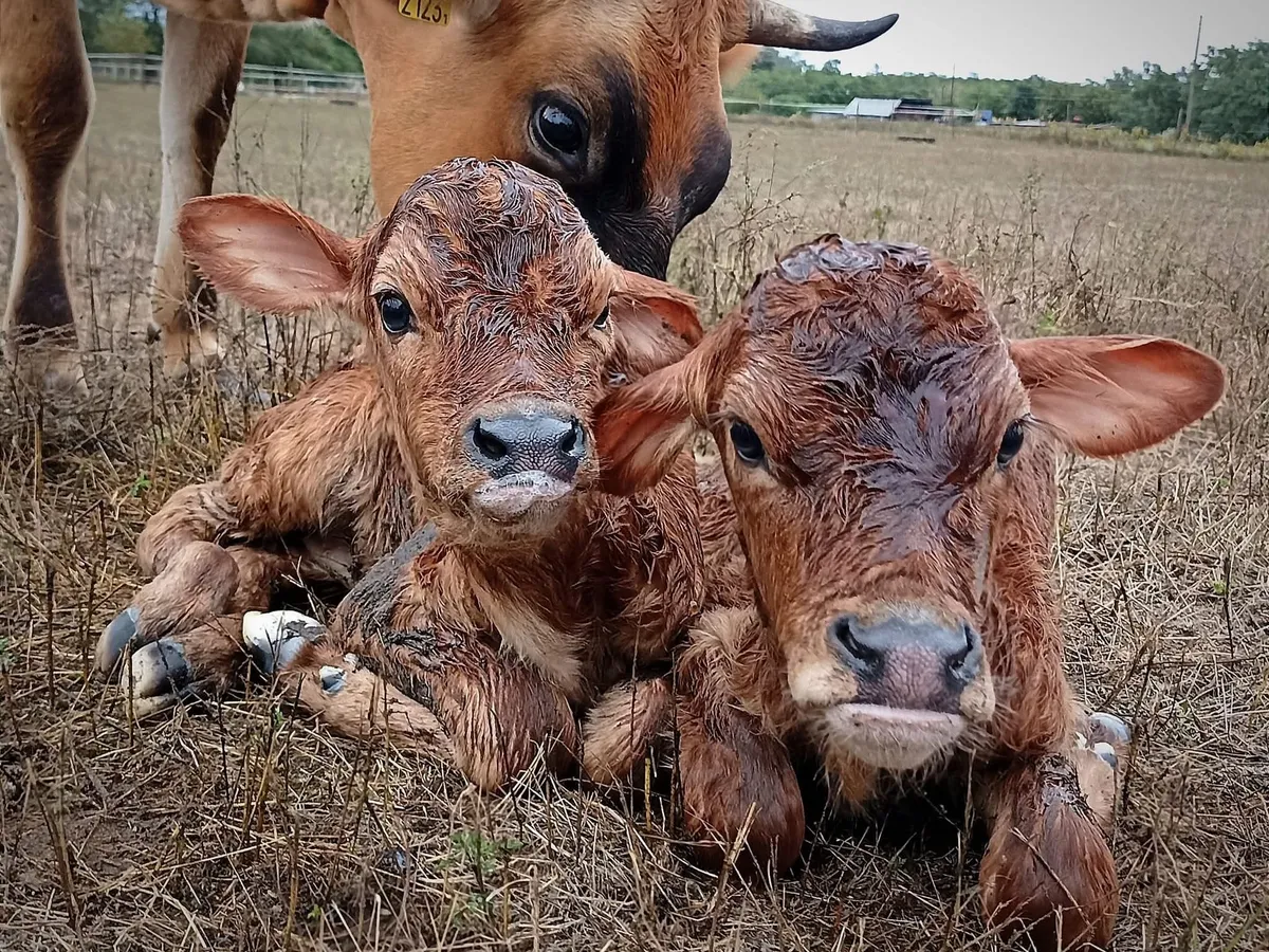 Két tehén A mi történetünkből ismert Sipos család farmjáról.
