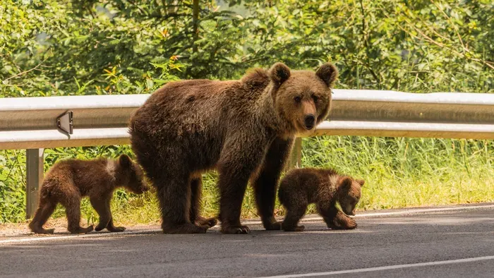 Így előzz meg egy medvetámadást