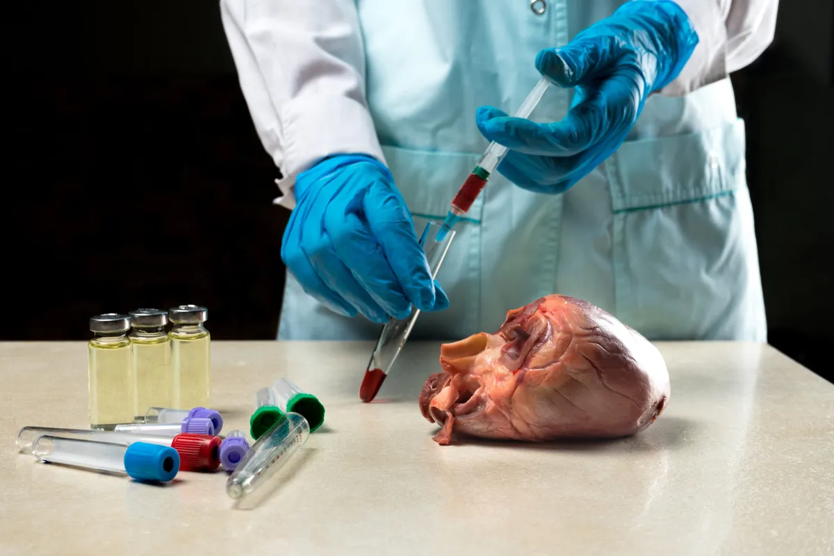 Klónozás és szerdonor: a képen lévő ovos éppen egy emberi szív előtt áll, ami az asztalon van.