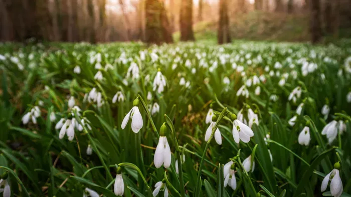 Hóvirágmezők Magyarországon – itt találod a legszebbeket