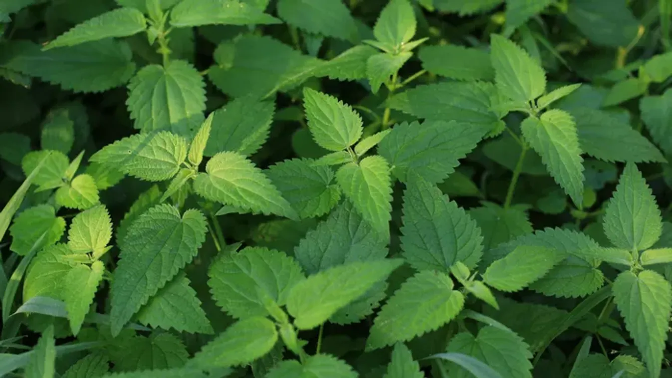 Most érdemes csalánt gyűjteni – így nem lesz fájdalmas a szüret