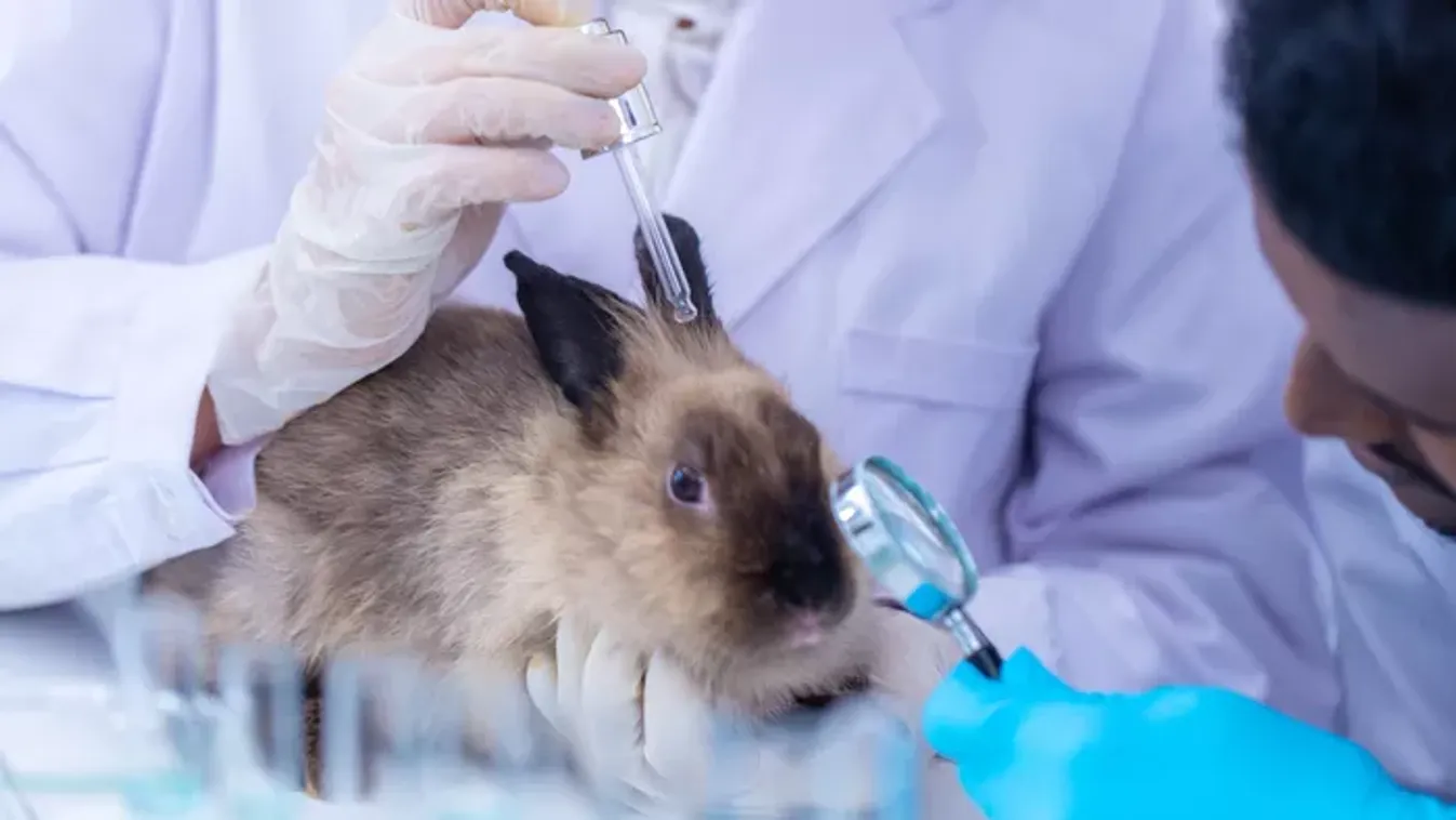 Te megkínoznál egy kisállatot a kedvenc testápolód miatt? Így vásárolj állatbarát módjára