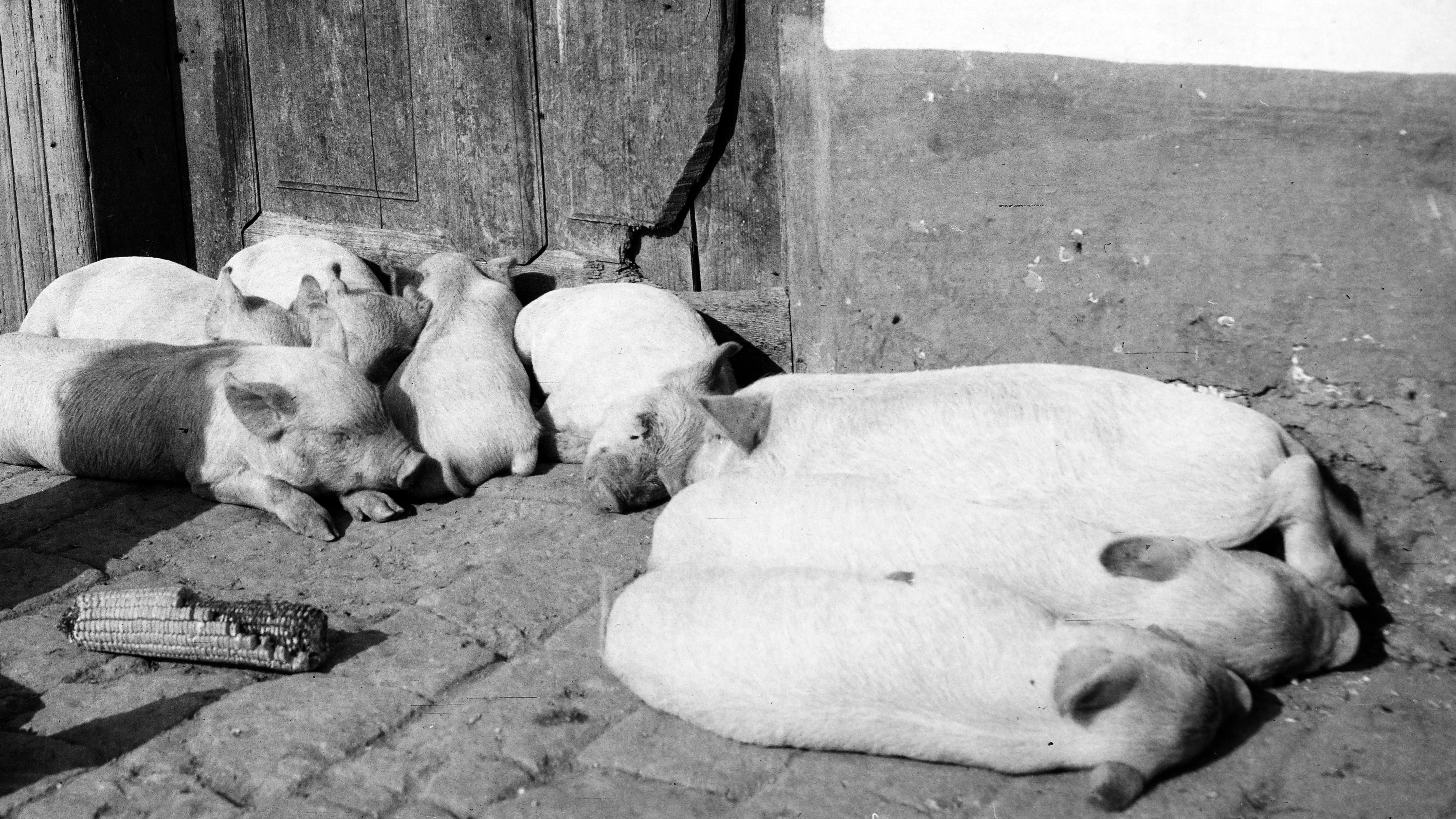 Kvíz kérdést ábrázoló kép