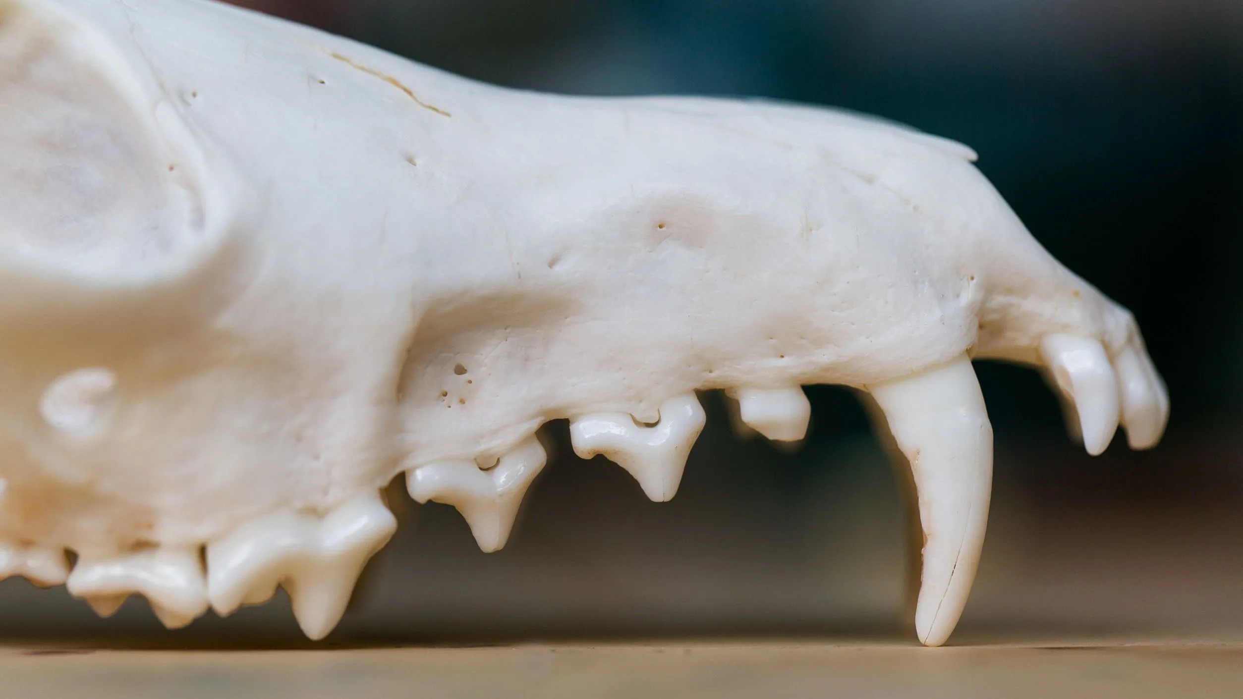 Kvíz kérdést ábrázoló kép