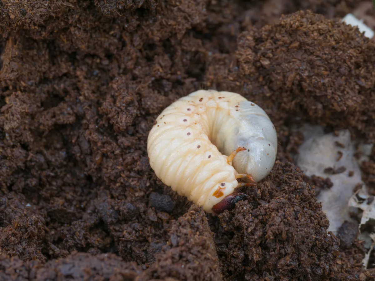 A cserebogár lárva, a pajor a talajban is pusztít