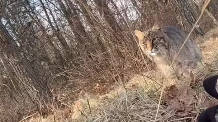 Tinédzserre vadászott egy vörös hiúz – videó