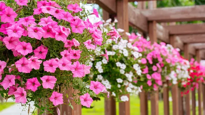 Ha így gondozod a petúniát, tiéd lesz a legszínesebb kert!