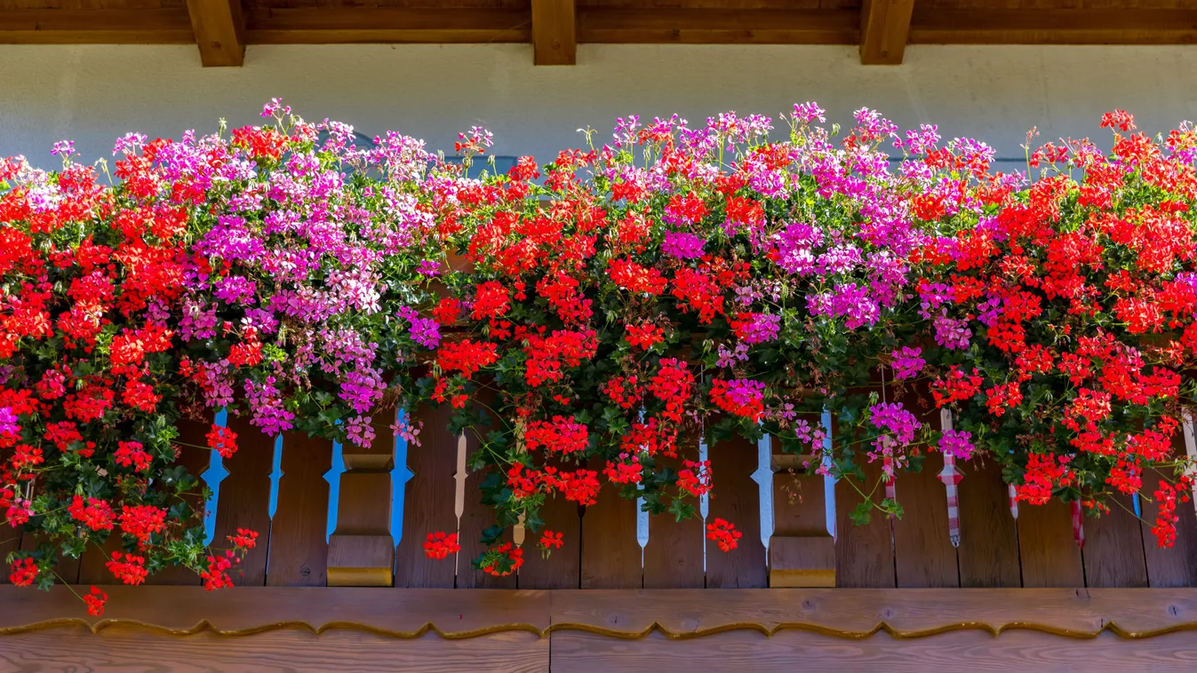 Nem virágzik a futómuskátlid? Ezzel az apró trükkel mesés fürtöket varázsolhatsz az erkélyedre