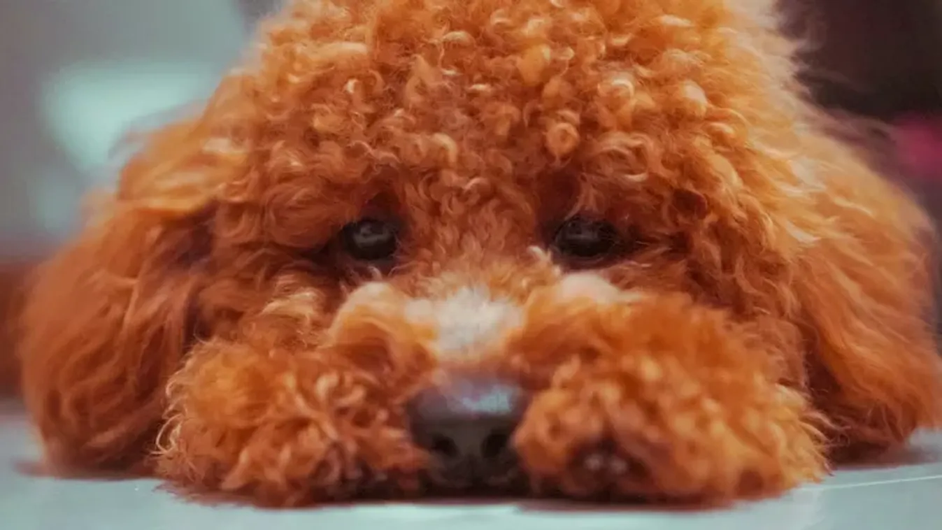 Borzalmas: 250 kutyát kellett kimenekíteni egy szobából