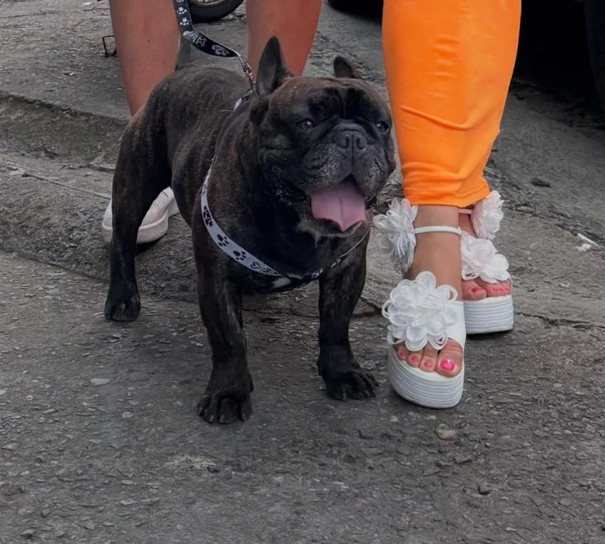 Jolly örökbe fogadta a négylábút