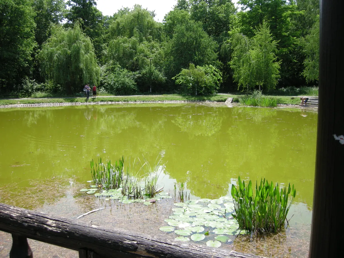 A debreceni Nagyerdő Békás-tava.