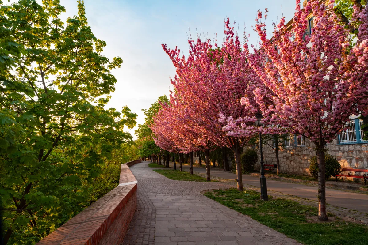 cseresznyevirágzás a Tóth Árpád-sétányon. 