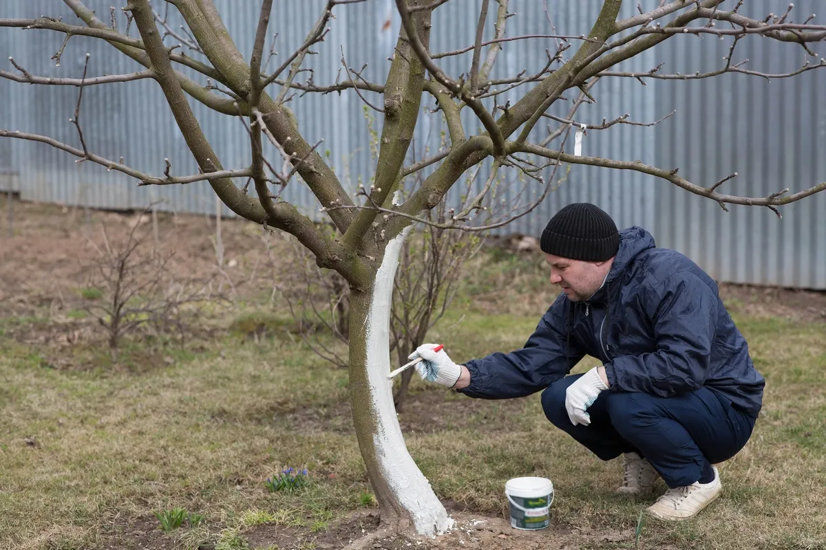 Harkály elleni védekezés festékkel