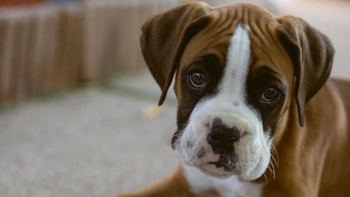 Aggasztó híreket kaptak a baranyai kutyatartók.