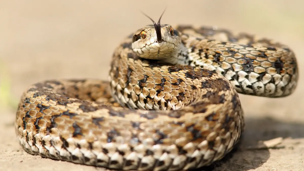 Mérges kígyó Magyarországon? Ezeken a területeken jobb, ha vigyázol