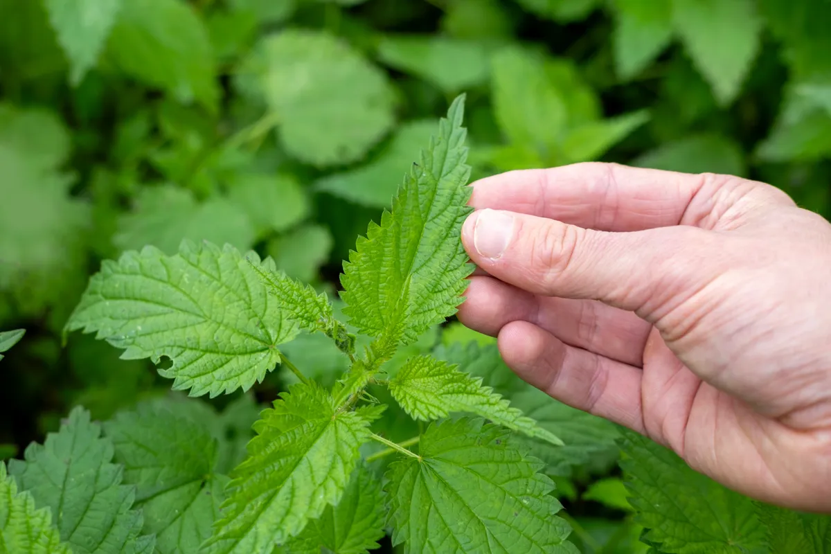 Levél érintése a csalán felhasználása előtt