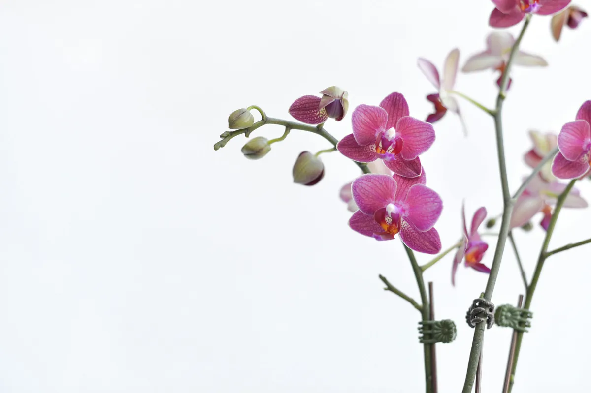 Mutatjuk az orchidea ápolásának lépéseit tetvesedés esetén!