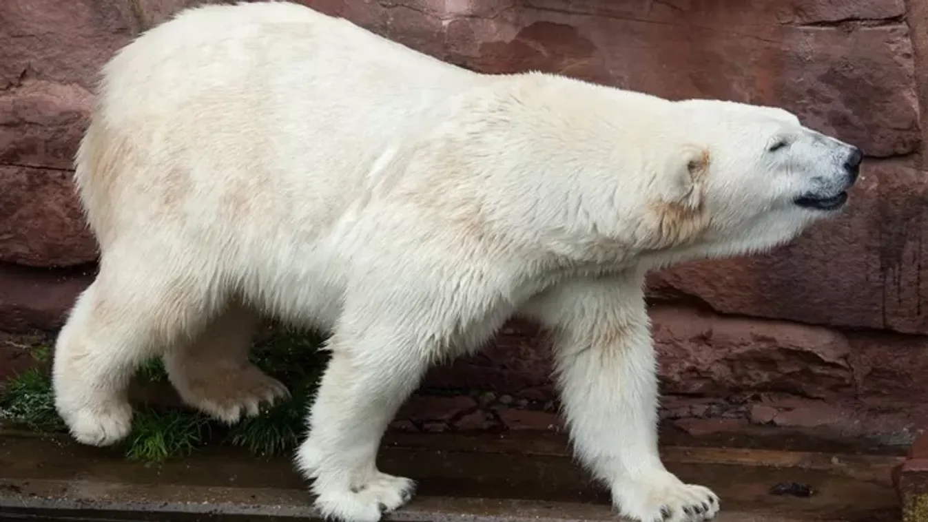 "Életének 26. évében örökre elaludt" - Szomorú hírt osztott meg a Nyíregyházi Állatpark