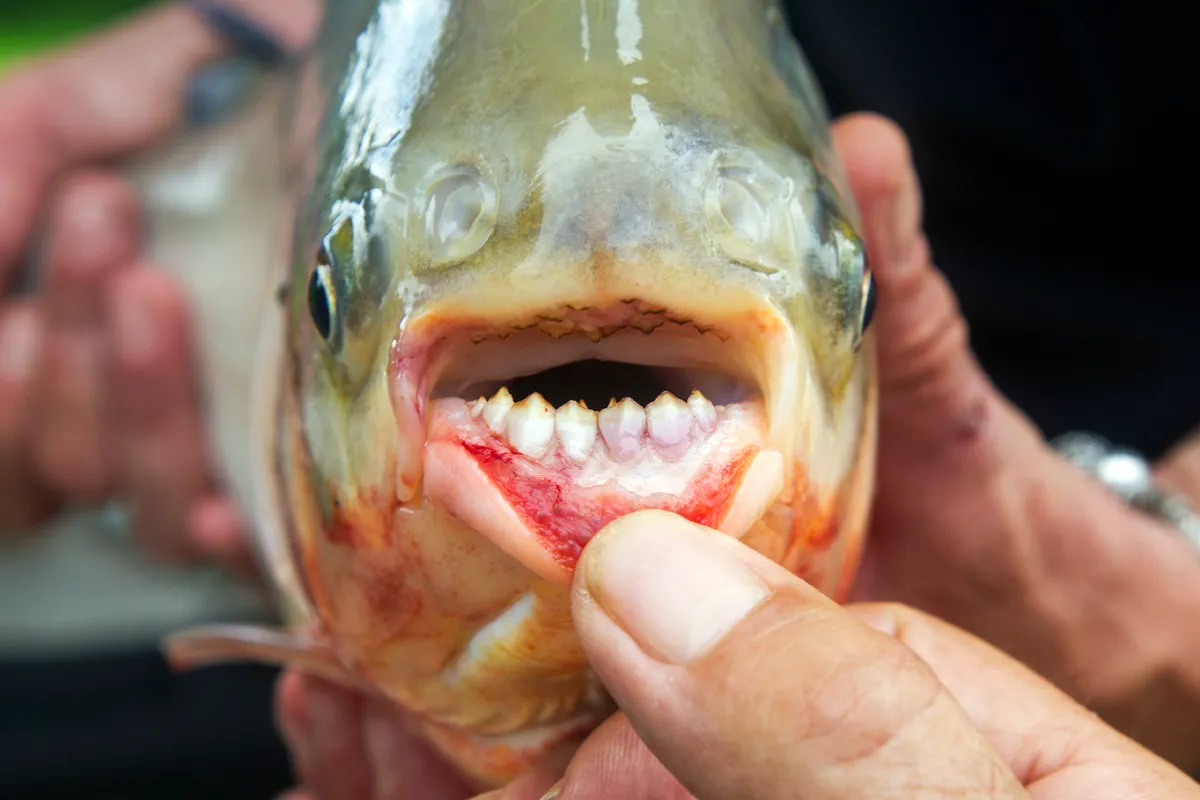 A pacu hal éles fogaitól rettegnek a nudista strandok látogatói.