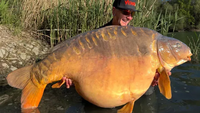Új rekord: 41 kilós pontyot fogott a magyar horgász
