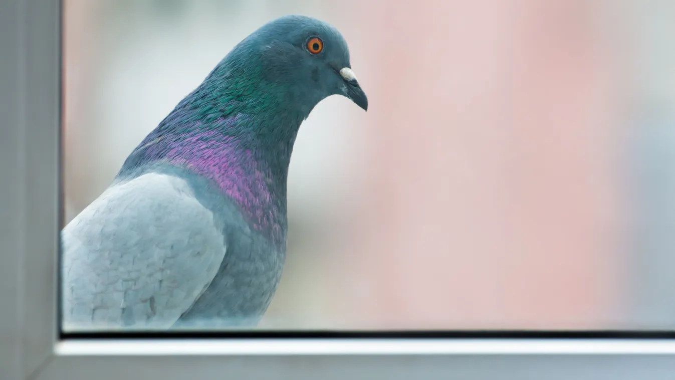 Kémkedésre használt kiborg galamb