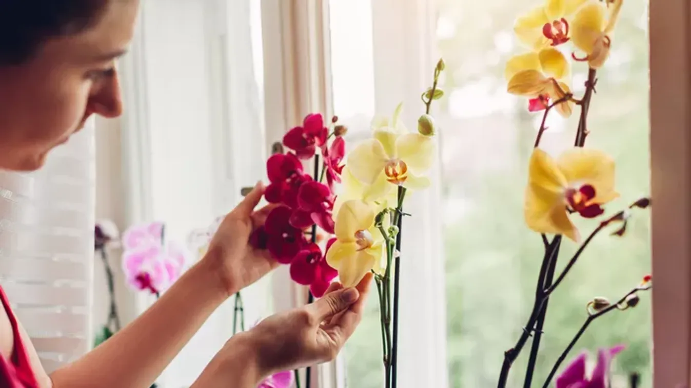 5 biztos trükk, hogy az anyák napi orchidea életben maradjon