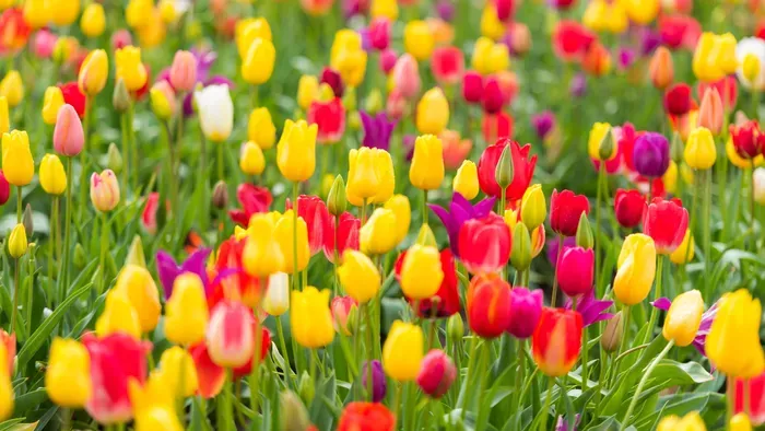 Tulipánszüret 2026: ezek a legjobb helyek